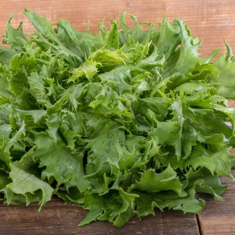 Jégkirálynő saláta, Lactuca sativa, saláta